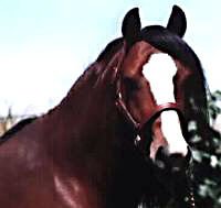 Bristol Victorio posing in-hand showing his head and neck from in front of his off-side